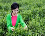 Tìm hiểu quy trình sản xuất trà oolong